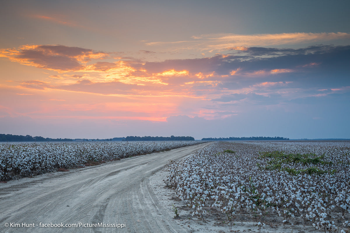 Cotton Turnrow Sunset – Picture Mississippi